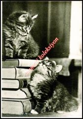 Kitap ve kediler - Sovyet dönemi kartpostal