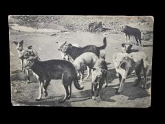 Köpekler  - Max FRUCHTERMANN kartpostal