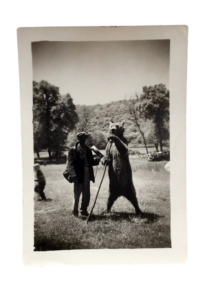 Ayı oynatıcısı - 6.5x9.5 Fotoğraf