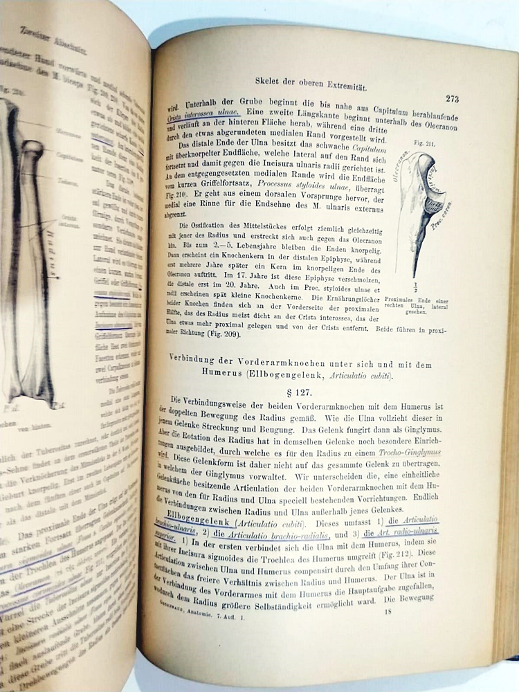 Anatomie Des Menschen / C. GEGENBAUR - Kitap