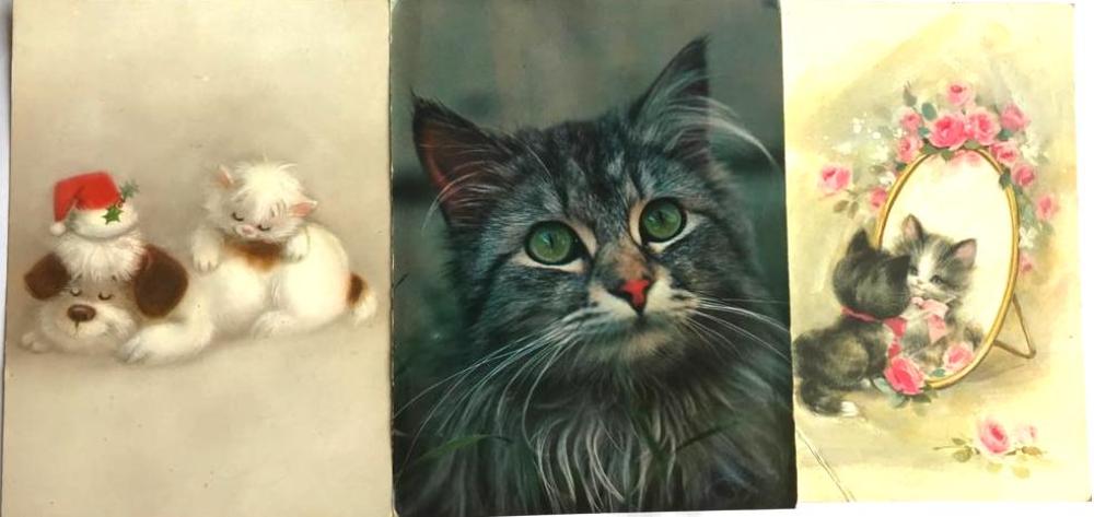 19 adet kedi kartpostalı