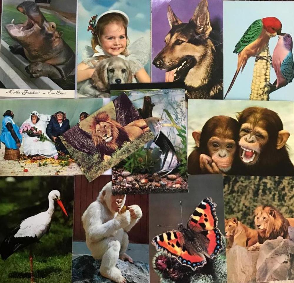 27 adet kartpostal - Hayvanlar / Maymun, papağan, aslan vs.