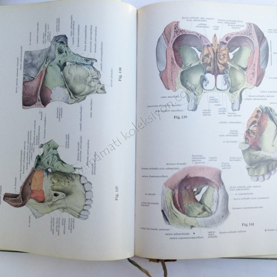 Atlas der Anatomie des Menschen Sobotta - Becher Teil : 1 - Kitap