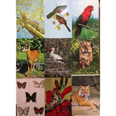 27 adet kartpostal - Hayvanlar / Maymun, papağan, aslan vs.