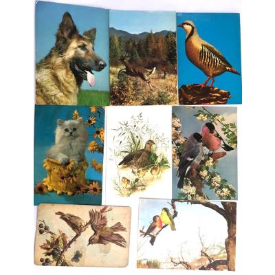 9 adet hayvanlar - Kartpostal