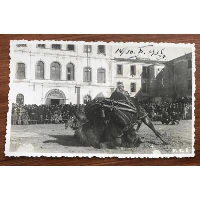 Deve güreşi - İzmir / 1930'lar fotokart