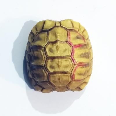 Kaplumbağa kabuğu