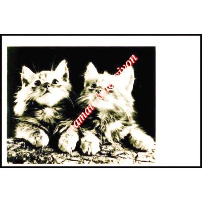 İki kedi - Sovyet dönemi kartpostal