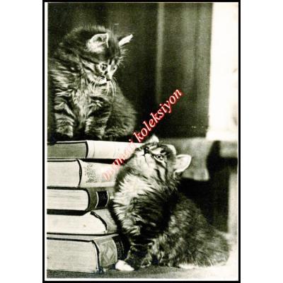 Kitap ve kediler - Sovyet dönemi kartpostal